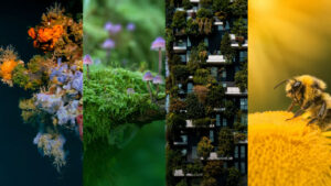 NBFC / Bio4Dreams / capitale sociale / biodiversita